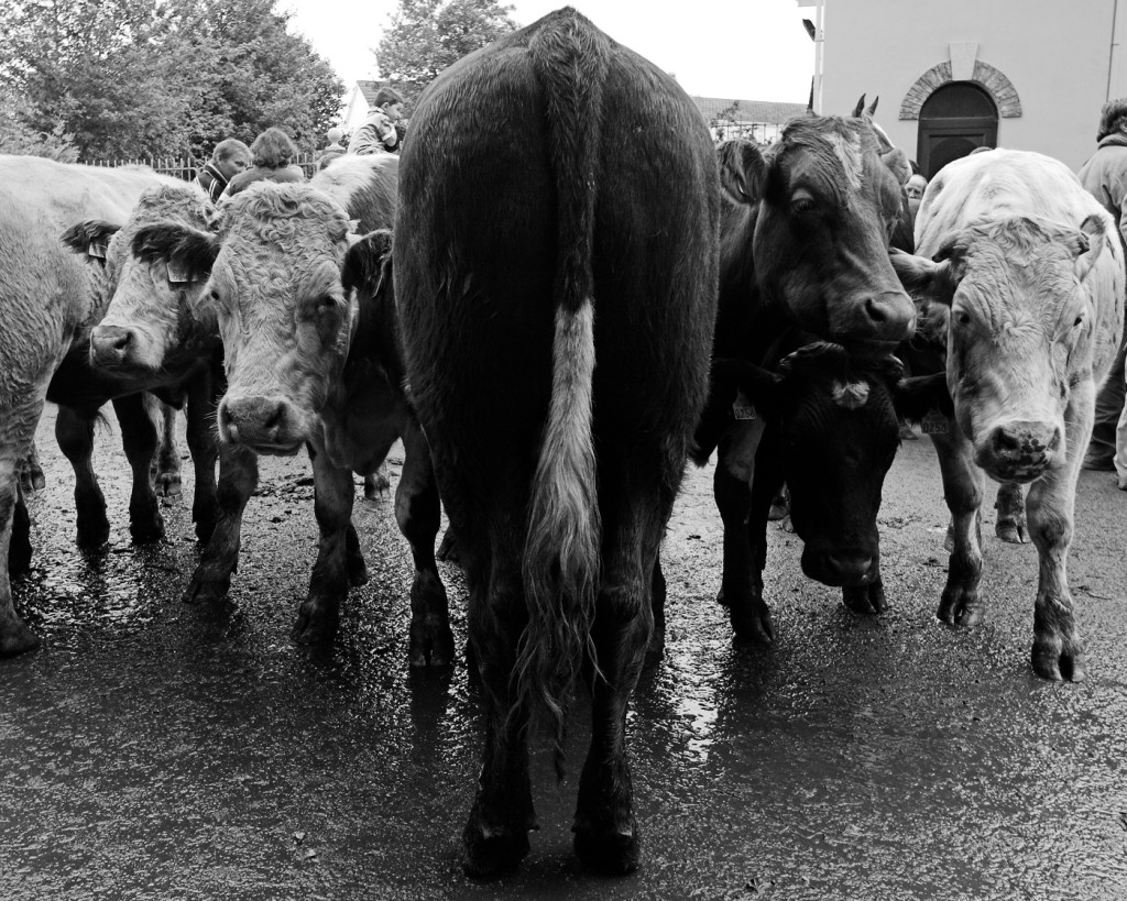 Mehrere Rinder stehen auf engem Raum bei einem Viehmarkt in Schwarzweiß